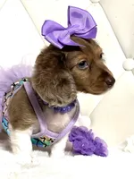 Lily Grace , a female Miniature Dachshund for sale in Pearson, GA – 8 of 10
