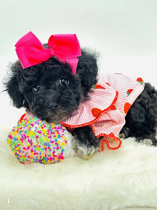 Yorkiepoo Girl 🩷 – Yorkipoo puppy for sale in Pearson, GA