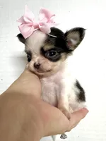 Micro Tiny girl 🎀, a female Chihuahua for sale in Pearson, GA – 6 of 10