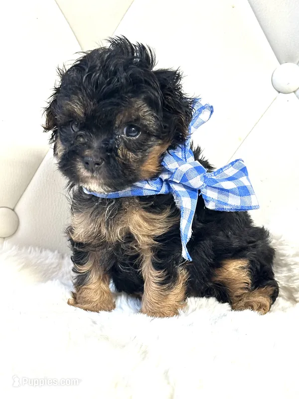Bentley ❤️ – Yorkipoo puppy for sale in Pearson, GA
