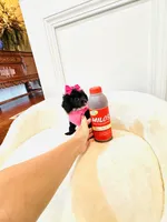 Tiny Toy Girl 🩷, a female Poodle - Toy  for sale in Pearson, GA – 7 of 10