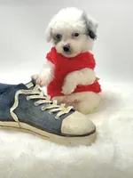 Blue Merle Boy 💙, a male Poodle - Toy  and Toy Australian Shepherd for sale in Pearson, GA – 2 of 6