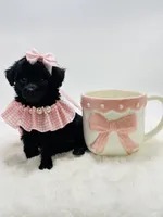 Super Tiny Lily Rae 🎀, a female Poodle - Toy  for sale in Pearson, GA – 6 of 6