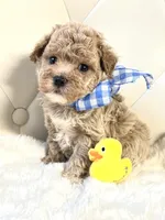 Teddy 💙, a male Maltipoo for sale in Pearson, GA – 5 of 5