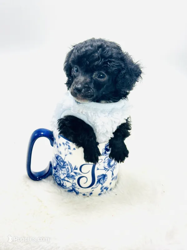 XXX Tiny Teddy 💙 – Poodle - Toy  puppy for sale in Pearson, GA