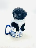 XXX Tiny Teddy 💙, a male Poodle - Toy  for sale in Pearson, GA – 2 of 6
