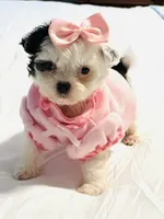 Tiny Lacy 🩷, a female Shihpoo for sale in Pearson, GA – 8 of 10