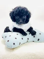 XXX Tiny Teddy 💙, a male Poodle - Toy  for sale in Pearson, GA – 4 of 6
