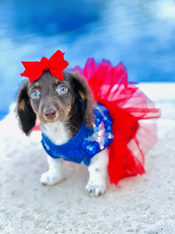 Chocolate and White Girl 🩷 – Miniature Dachshund puppy for sale in Pearson, GA