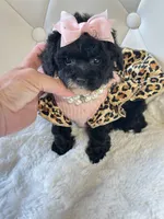 Tiny Sadie Mae 🎀, a female Poodle - Toy  for sale in Pearson, GA – 5 of 5
