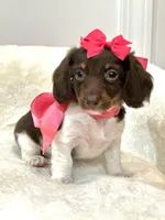 Reese 🤎, a female Miniature Dachshund for sale in Pearson, GA – Photo 1 of 6
