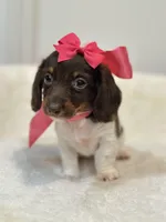 Reese 🤎, a female Miniature Dachshund for sale in Pearson, GA – Photo 3 of 6
