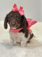 Reese 🤎, a female Miniature Dachshund for sale in Pearson, GA – Photo 5 of 6