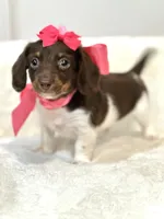 Reese 🤎, a female Miniature Dachshund for sale in Pearson, GA – Photo 2 of 6