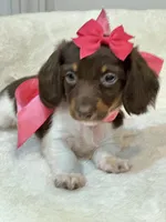 Reese 🤎, a female Miniature Dachshund for sale in Pearson, GA – Photo 6 of 6