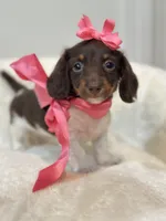 Reese 🤎, a female Miniature Dachshund for sale in Pearson, GA – Photo 4 of 6