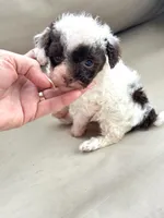 Tiny Teacup Lacey 🎀, a female Maltipoo for sale in Pearson, GA – Photo 8 of 9