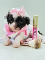 Tiny Teacup Lacey 🎀, a female Maltipoo for sale in Pearson, GA – Photo 5 of 9
