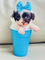 Tiny Teacup Lacey 🎀, a female Maltipoo for sale in Pearson, GA – Photo 6 of 9