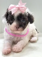 Tiny Teacup Lacey 🎀, a female Maltipoo for sale in Pearson, GA – Photo 4 of 9