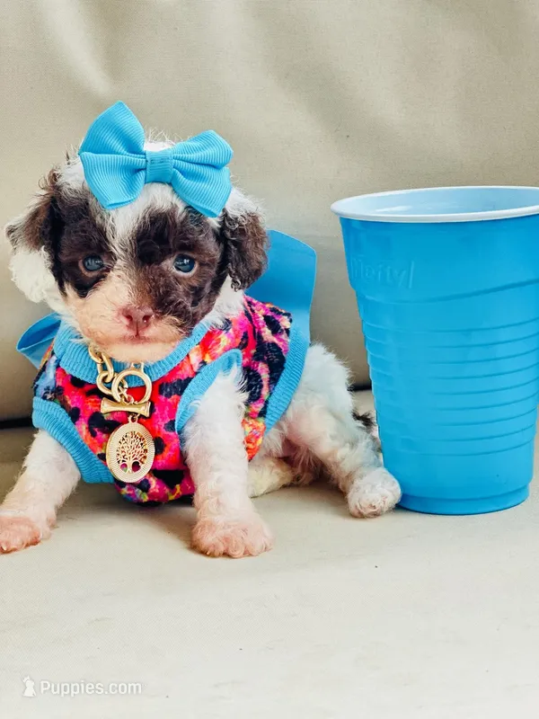 Tiny Teacup Lacey 🎀 – Maltipoo puppy for sale in Pearson, GA