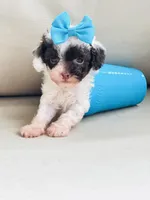 Tiny Teacup Lacey 🎀, a female Maltipoo for sale in Pearson, GA – Photo 9 of 9