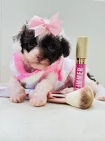 Tiny Teacup Lacey 🎀, a female Maltipoo for sale in Pearson, GA – Photo 3 of 9