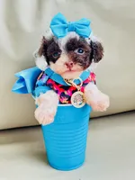 Tiny Teacup Lacey 🎀, a female Maltipoo for sale in Pearson, GA – Photo 2 of 9