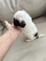 Tiny Teacup Lacey 🎀, a female Maltipoo for sale in Pearson, GA – Photo 7 of 9