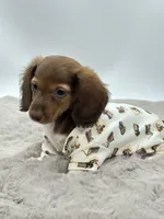 Tiny Charlie ❤️, a male Miniature Dachshund for sale in Pearson, GA – Photo 3 of 7