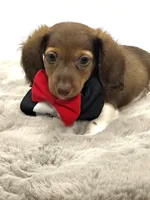 Tiny Charlie ❤️, a male Miniature Dachshund for sale in Pearson, GA – Photo 2 of 7