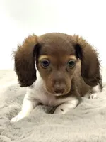 Tiny Charlie ❤️, a male Miniature Dachshund for sale in Pearson, GA – Photo 5 of 7