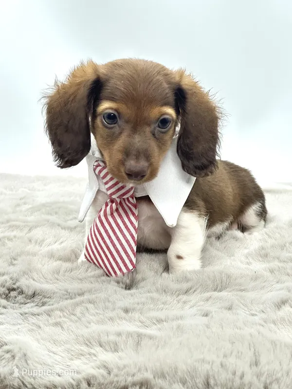 Tiny Charlie ❤️ – Miniature Dachshund puppy on hold in Pearson, GA