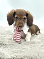 Tiny Charlie ❤️, a male Miniature Dachshund for sale in Pearson, GA – Photo 1 of 7