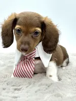 Tiny Charlie ❤️, a male Miniature Dachshund for sale in Pearson, GA – Photo 6 of 7