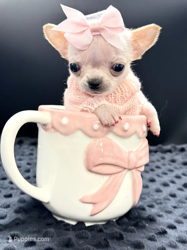 XXX Tiny Teacup Girl 🩷 – Chihuahua puppy for sale in Pearson, GA