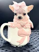 XXX Tiny Teacup Girl 🩷, a female Chihuahua for sale in Pearson, GA – 1 of 10