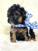 Bentley ❤️, a male Yorkipoo for sale in Pearson, GA – 4 of 7