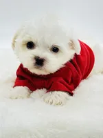 Tiny Teddy 💙, a male Shihpoo for sale in Pearson, GA – 3 of 7
