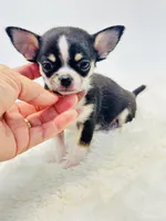 Micro Tiny Boy 💙, a male Chihuahua for sale in Pearson, GA – 5 of 5