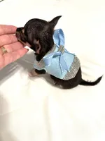 Micro Boy 💙, a male Chihuahua for sale in Pearson, GA – 10 of 10