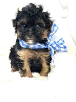 Bentley ❤️, a male Yorkipoo for sale in Pearson, GA – 2 of 7