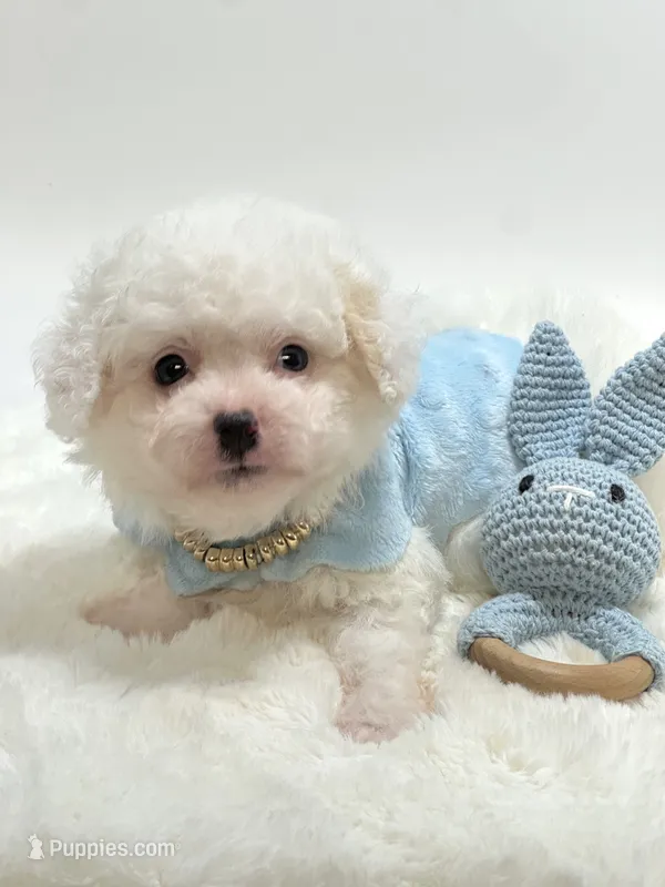 Bailey Boy 💙 – Maltipoo puppy for sale in Pearson, GA