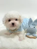 Bailey Boy 💙, a male Maltipoo for sale in Pearson, GA – 2 of 3