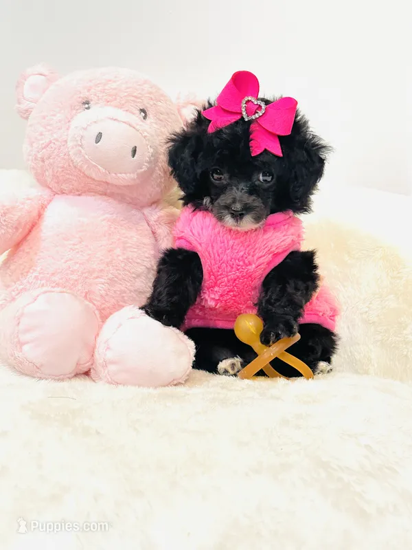 Tiny Toy Girl 🩷 – Poodle - Toy  puppy for sale in Pearson, GA