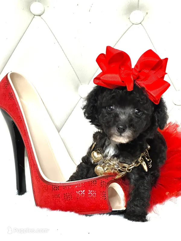 Tiny Girl Sophie 🎀 – Maltipoo, Poodle - Toy  puppy for sale in Pearson, GA