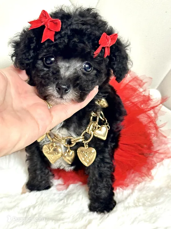 Tiny Girl Sophie 🎀 – Maltipoo, Poodle - Toy  puppy for sale in Pearson, GA