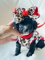 Tiny Girl Sophie 🎀, a female Maltipoo and Poodle - Toy  for sale in Pearson, GA – Photo 1 of 4