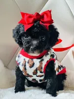 Tiny Girl Sophie 🎀, a female Maltipoo and Poodle - Toy  for sale in Pearson, GA – Photo 2 of 4