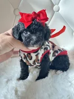 Tiny Girl Sophie 🎀, a female Maltipoo and Poodle - Toy  for sale in Pearson, GA – Photo 4 of 4